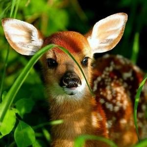 Meet your Posher, Charlotte