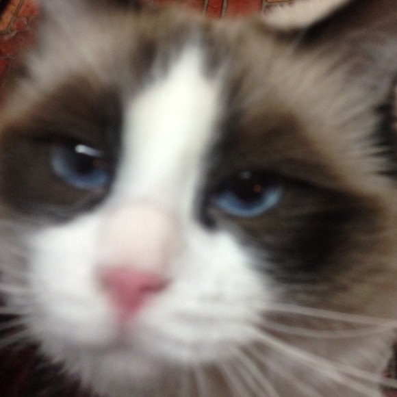 Meet your Posher, Lita - Picture 1 of 1