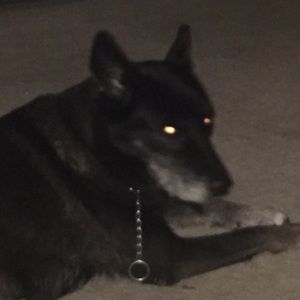 Meet your Posher, Sherry