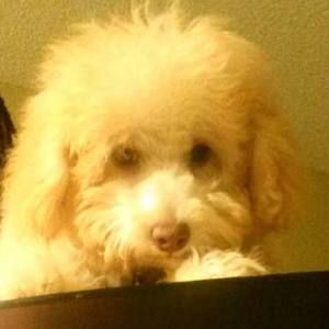 Meet your Posher, Tiffany