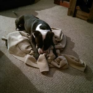 Meet your Posher, Ariel