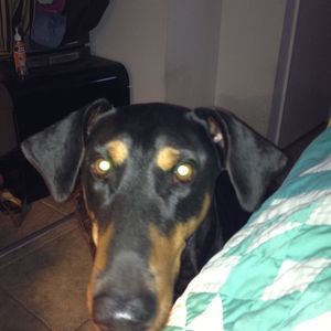 Meet your Posher, Janet