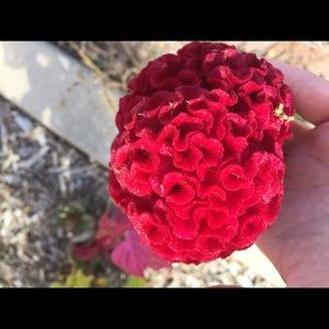 Meet your Posher, Renata