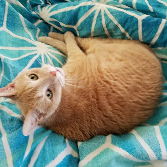 Meet your Posher, Lisa - Picture 2 of 2