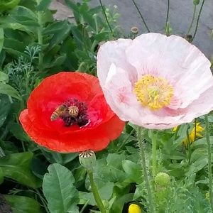 Meet your Posher, Mandie