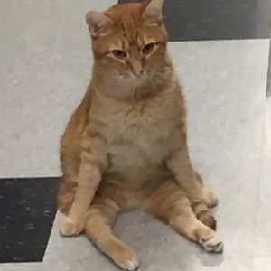 Meet your Posher, Grace