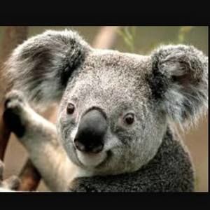 Meet your Posher, Tracey