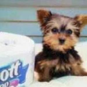 Meet your Posher, Helen