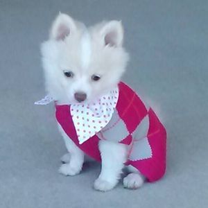 Meet your Posher, Constance