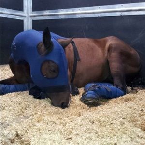 Meet your Posher, Casey