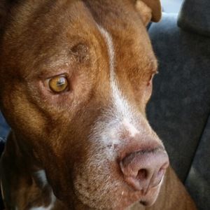 Meet your Posher, Dionne