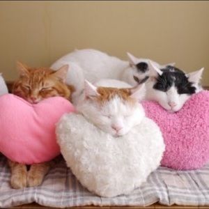 Meet your Posher, Jen