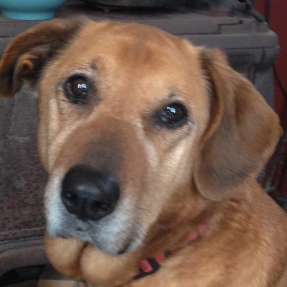 Meet your Posher, Jocelyn - Picture 3 of 4