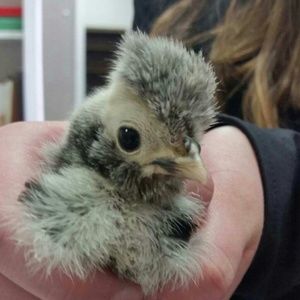 Meet your Posher, Abi