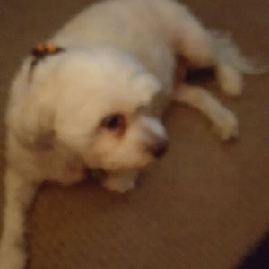 Meet your Posher, Marjon