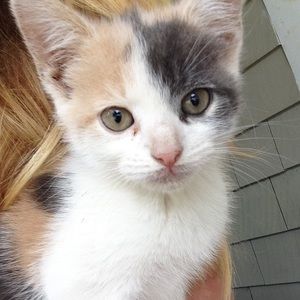 Meet your Posher, Kendall