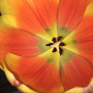 Meet your Posher, Indira