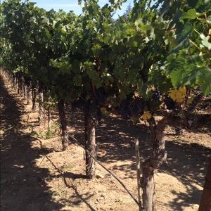 Meet your Posher, Alizabeth