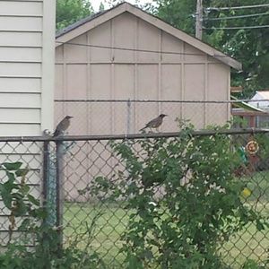 Meet your Posher, Carmen