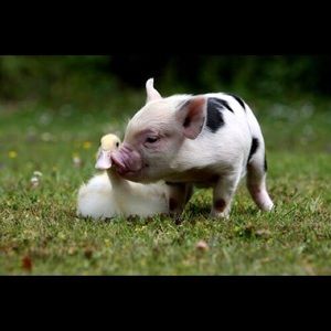 Meet your Posher, Alena