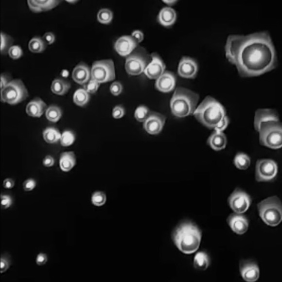 Meet your Posher, Ellie - Picture 1 of 1