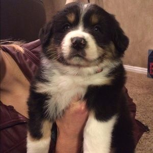 Meet your Posher, Dawn