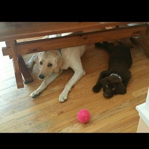 Meet your Posher, Destiny