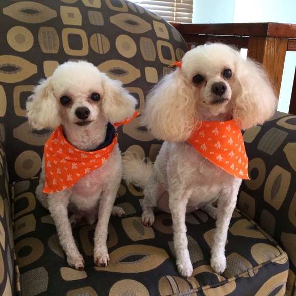 🐼Meet the Posher🐼 - Picture 2 of 2