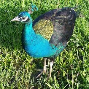 Meet your Posher, Debbie