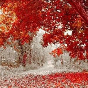 Meet your Posher, Shellie