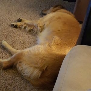 Meet your Posher, Alli