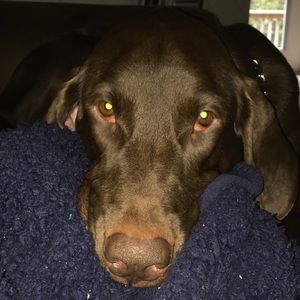 Meet your Posher, Brandy