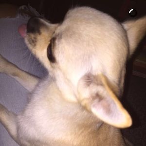 Meet your Posher, Monique