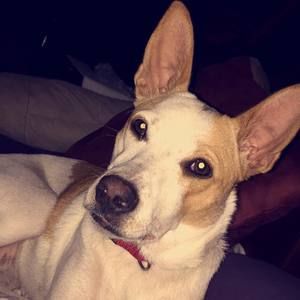 Meet your Posher, Lindsey m