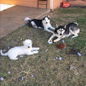 Meet your Posher, Randy