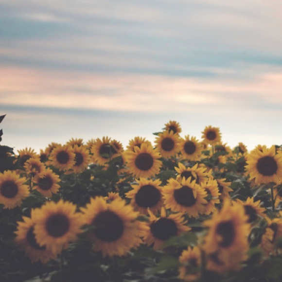 Meet your Posher, Audrey - Picture 1 of 1