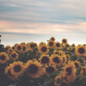 Meet your Posher, Audrey