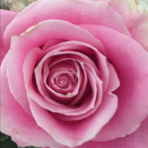 Meet your Posher, Paula