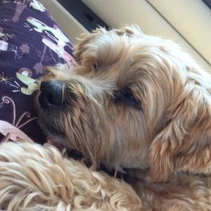 Meet your Posher, Peggy