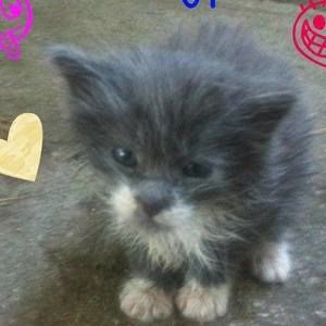 Meet your Posher, Ajsel