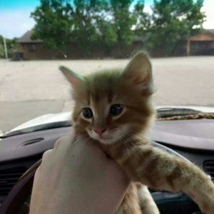 Meet your Posher, Brooke