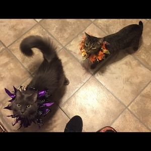 Meet your Posher, Ali