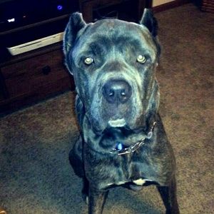 Meet your Posher, Chelsea