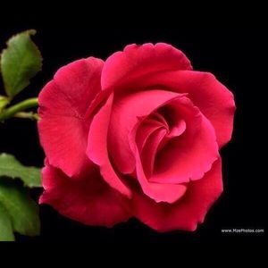 Meet your Posher, Jacky