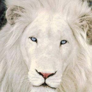 Meet your Posher, Mac