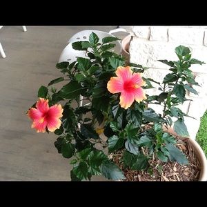 Meet your Posher, Carol