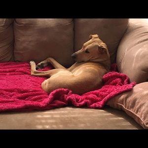 Meet your Posher, Amy