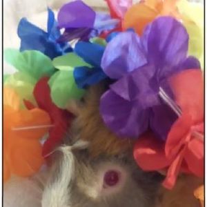 Meet your Posher, Sara