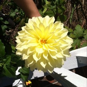 Meet your Posher, Destiny