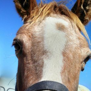 Meet your Posher, Joni